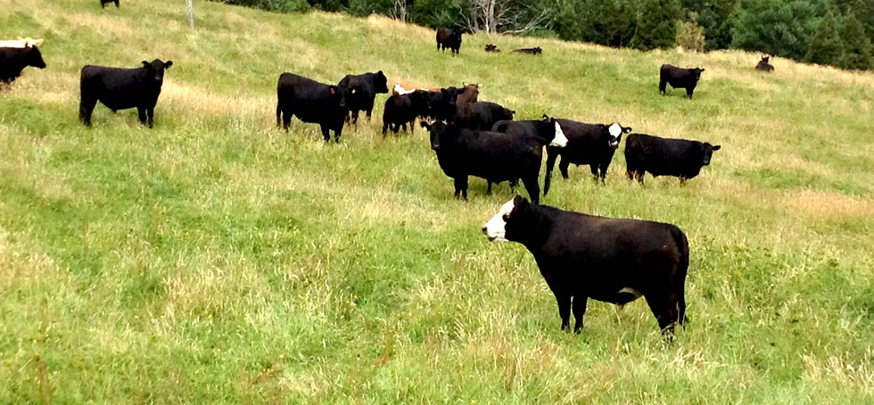 We love farming – we are passionate about farming and believe in the future of NZ agribusiness